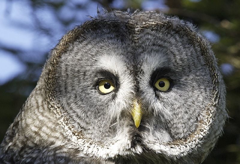 A Wise Old Owl By Connie Hinnen Cook